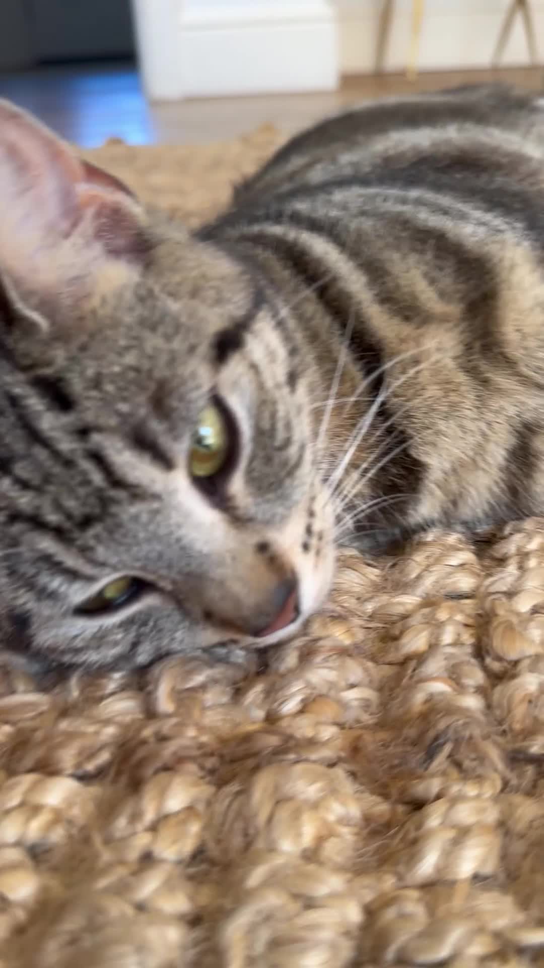 Mixed Breed cats for sale: Male kittens  in Swansea - Video 2