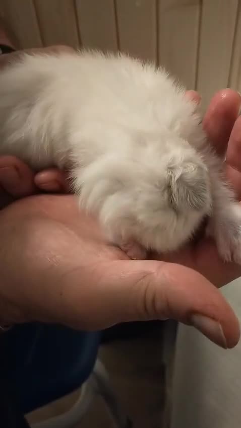 Ragdoll cats for sale: Stunning GCCF Registered Heart Melting Affection - Video 2