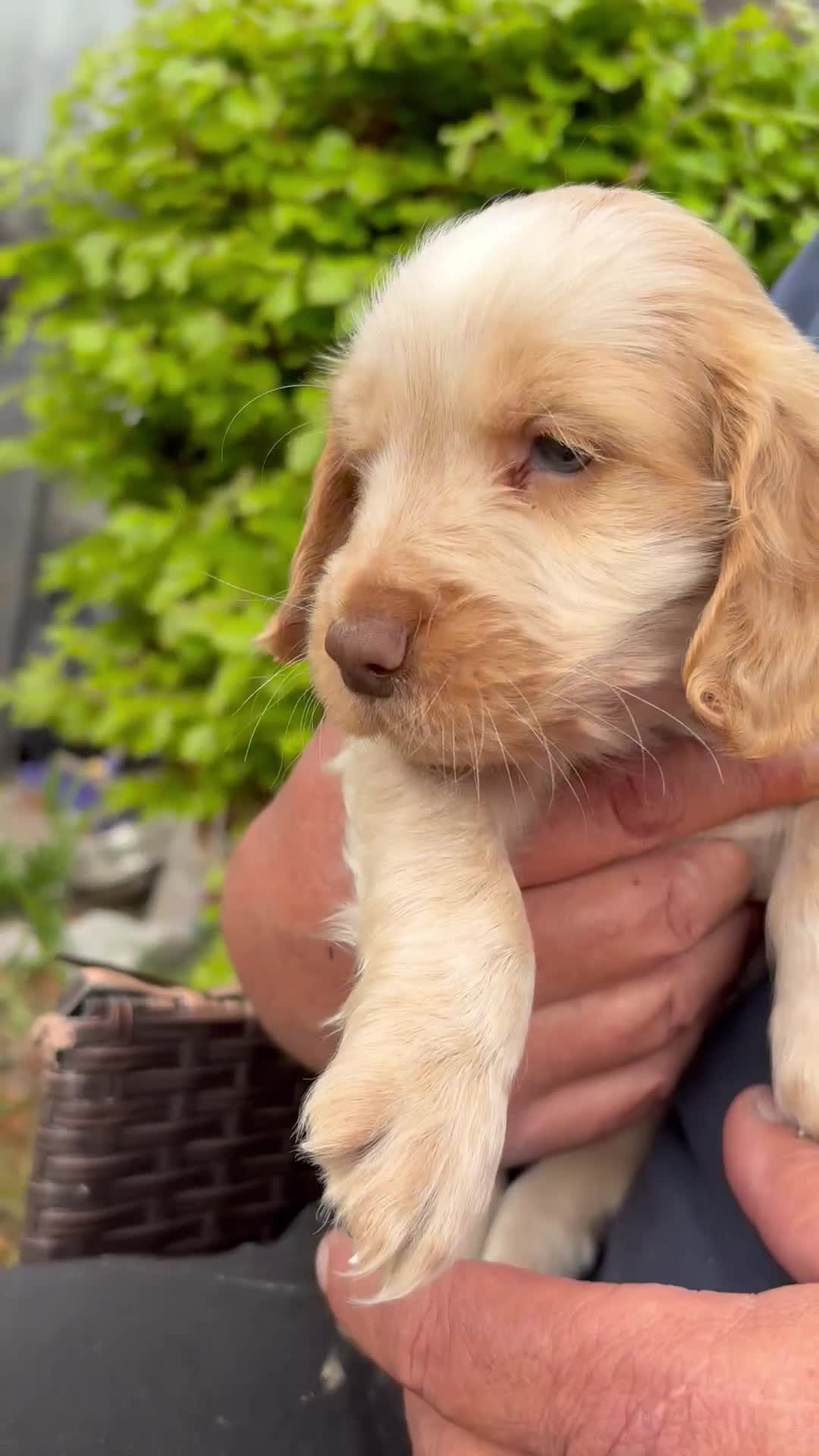 Cocker Spaniel dogs for sale: Show cocker spaniels in Doncaster - Video 1