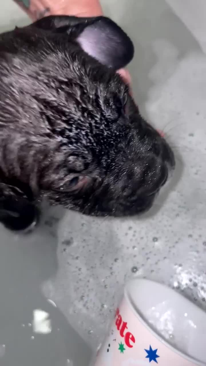 Cane Corso dogs for sale: Cane corso cross  - Video 1