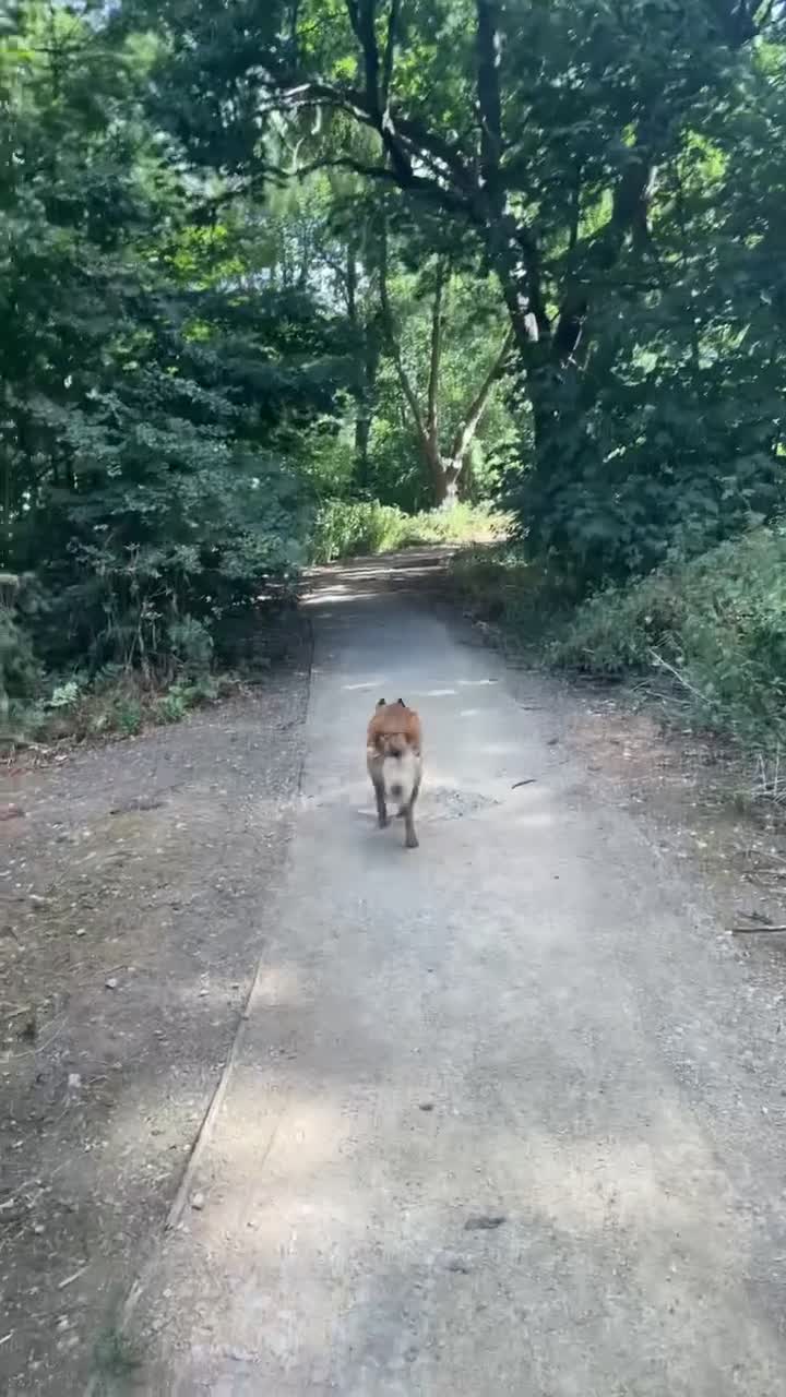 Mixed Breed dogs for sale: Luna  - Video 2