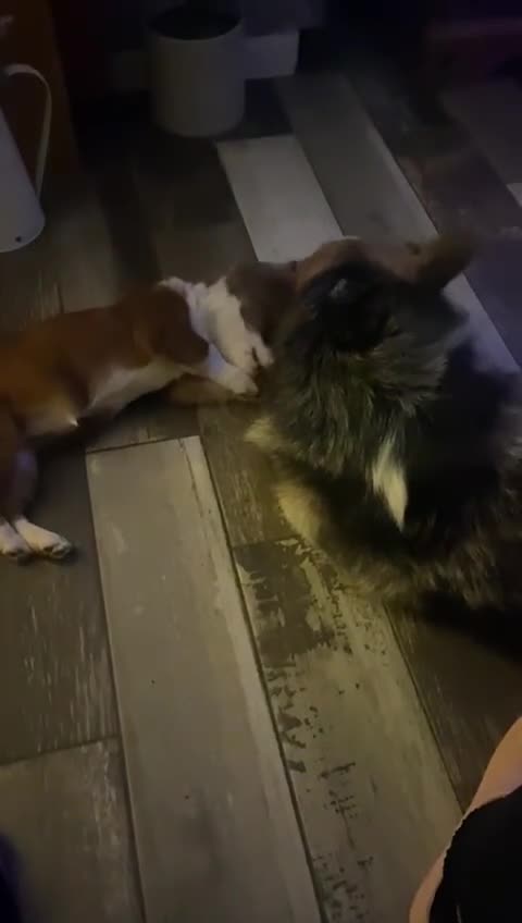 Mixed Breed dogs for adoption: Ornella  - Video 2