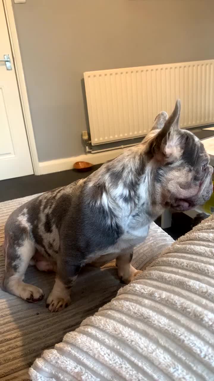 French Bulldog dogs for stud: Male Merel Stud KC registered  - Video 1