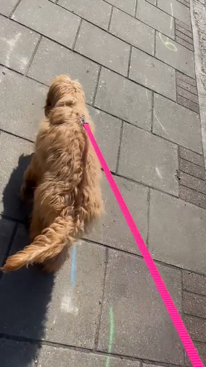 Cockapoo dogs for sale: Cockapoo Puppy – Loving Home Needed 🐶❤️ - Video 2