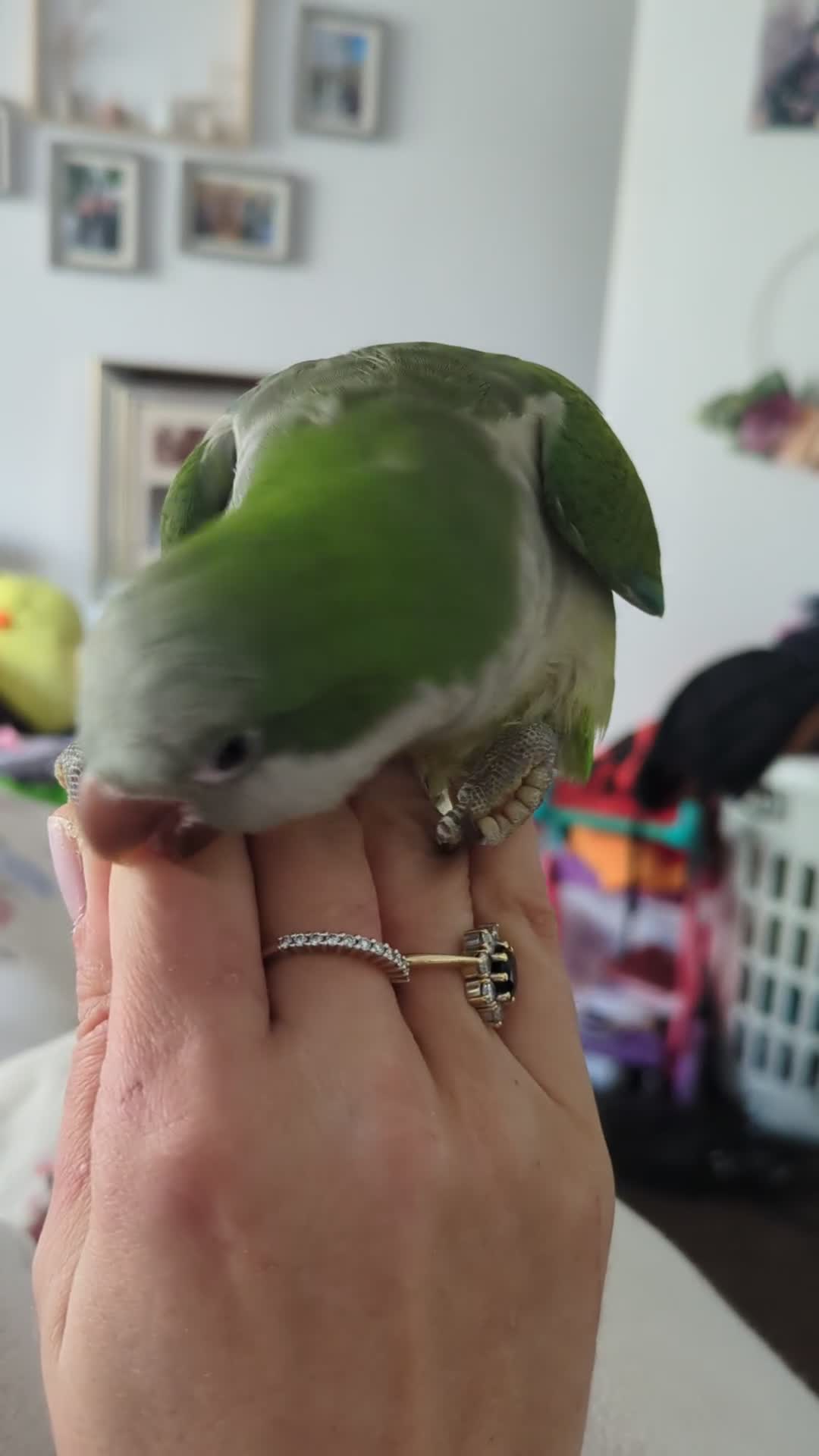 Parakeets birds for sale: Males and females DNA tested Quaker parrots babies - Video 1