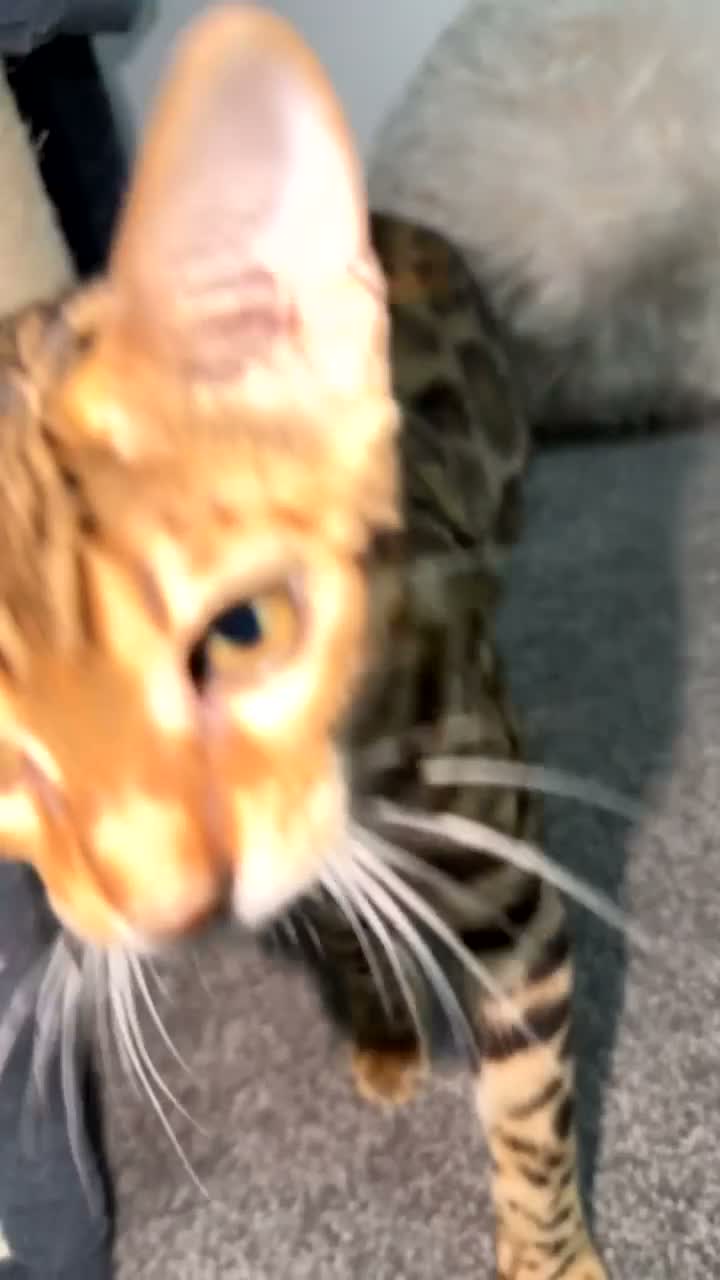 Bengal cats for sale: Beautiful Female Bengal Kitten – 6 Months - Video 3