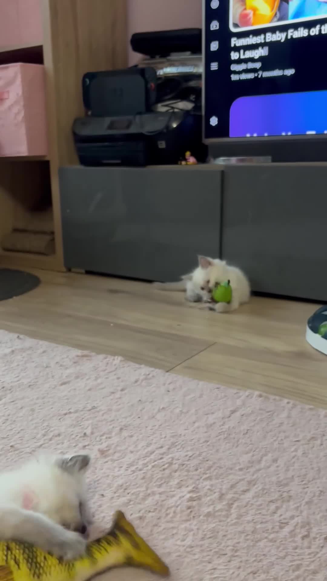 Ragdoll cats for sale: 4 adorable Ragdoll kittens  - Video 3