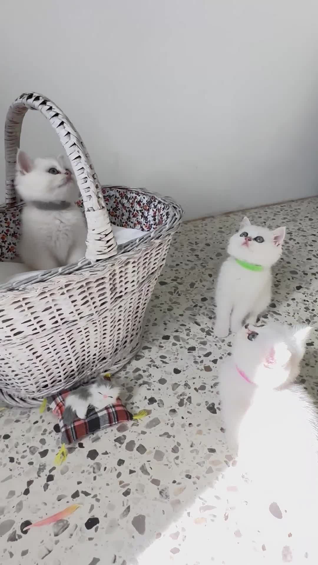 British Shorthair cats for sale: 🩵Silver shaded British short hair kitten 🩵 - Video 1