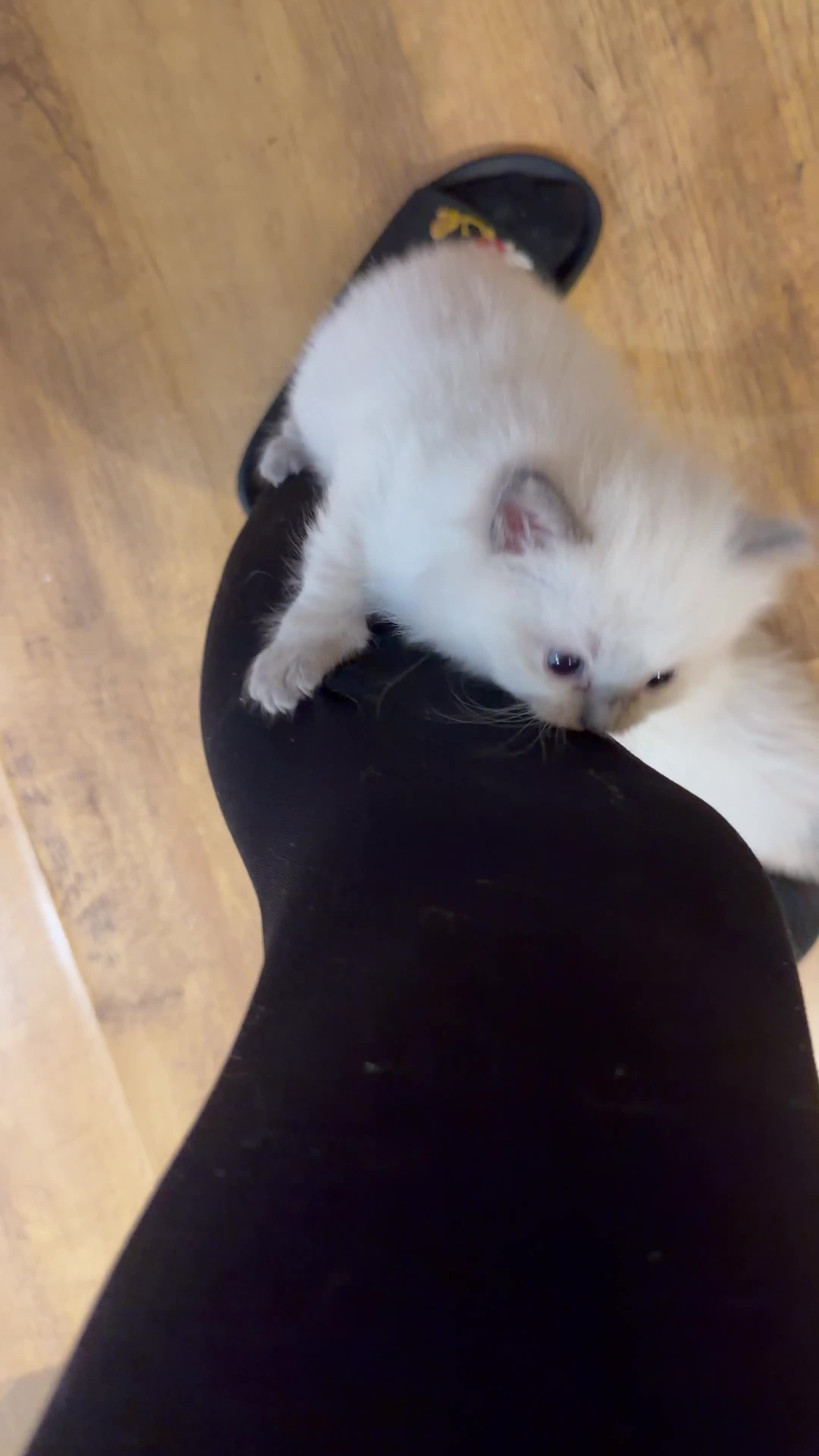 Ragdoll cats for sale: 🐾 Pure Ragdoll Kittens Looking for Loving Homes  - Video 1