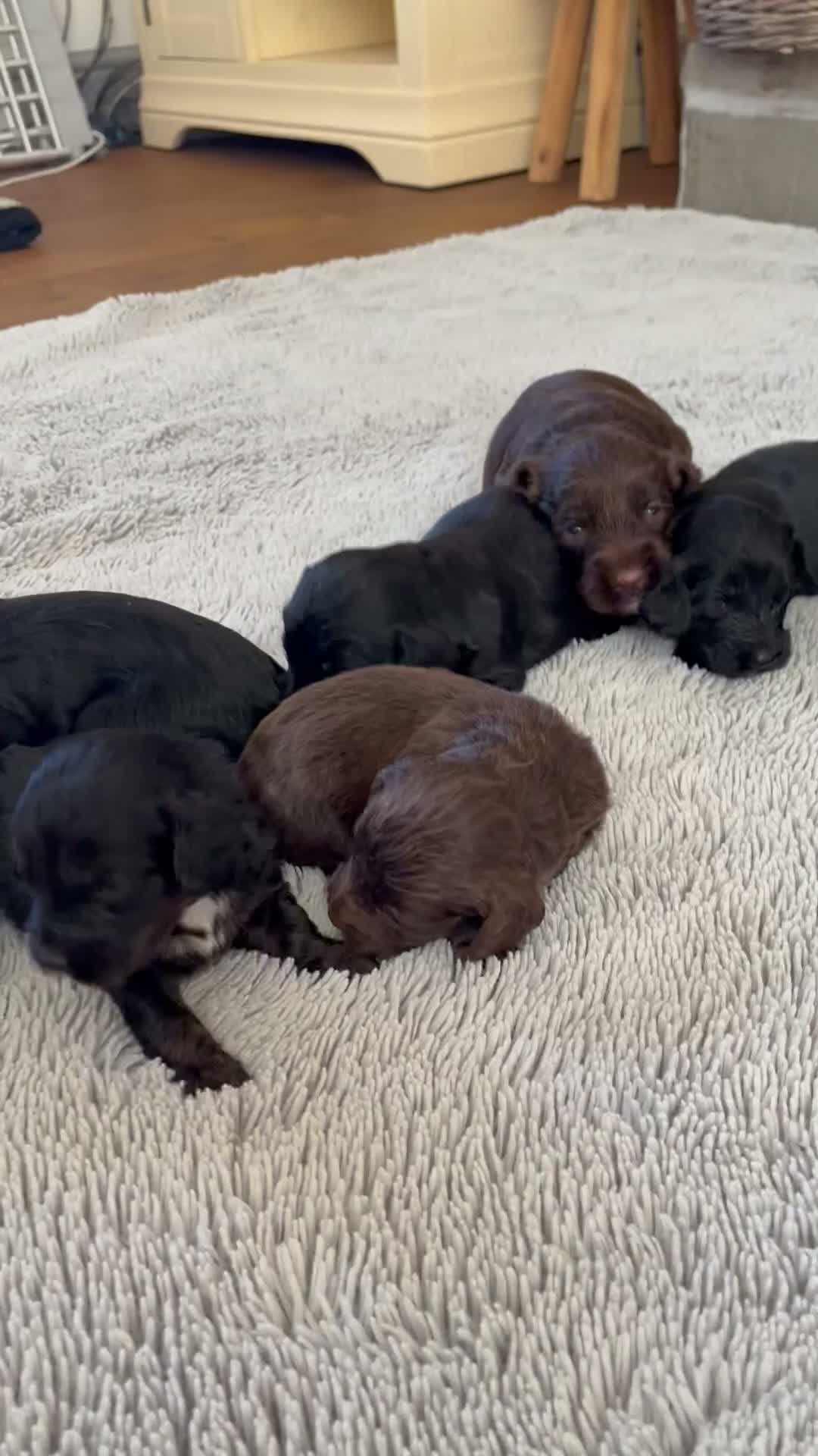 Cockapoo dogs for sale: 7 beautiful F1 Cockapoo puppies, brown and black.  - Video 1