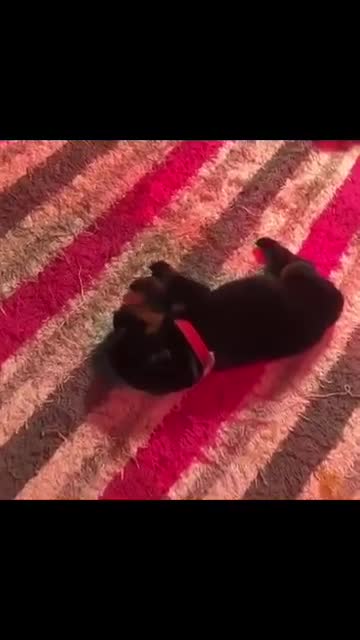 Rottweiler dogs for sale: 🐾 Beautiful Rottweiler Puppies Ready🐾 - Video 1
