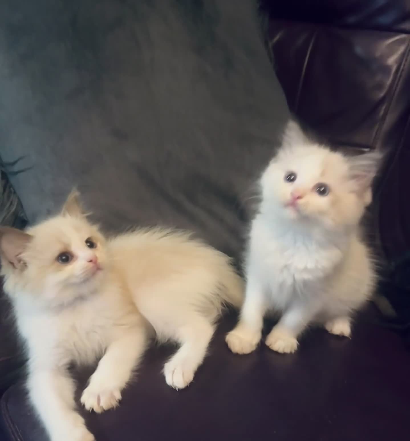 Ragdoll cats for sale: Seal mink female  - Video 1