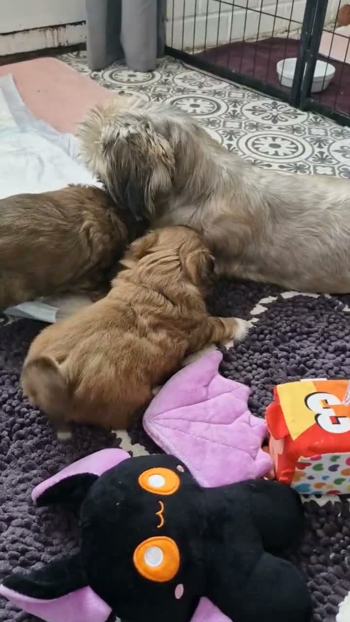 Shih Tzu dogs for sale: KC REG PEDIGREE SHIH TZU PUPPIES - Video 1