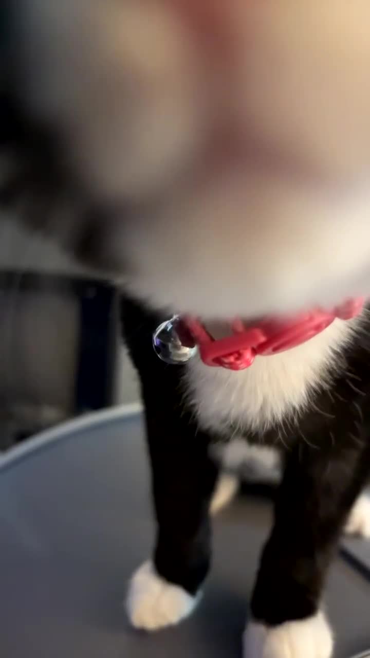 Domestic Shorthair cats for sale: Beautiful Tuxedo female - Video 2