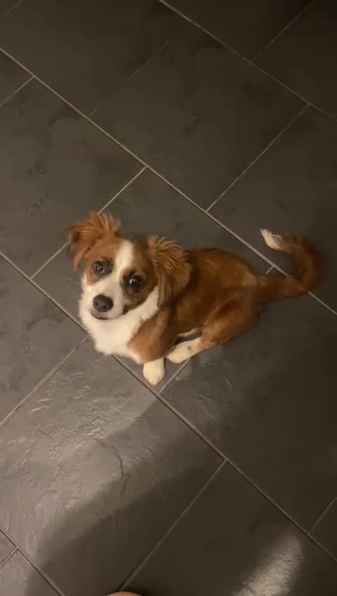 Mixed Breed dogs for adoption: Ornella  - Video 4