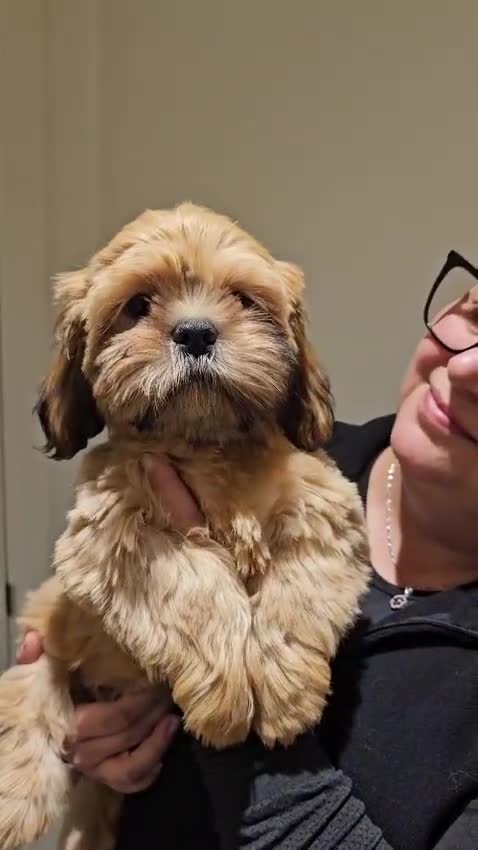 Shih Tzu dogs for sale: STUNNING PURE STANDARD SHIH TZU  - Video 2