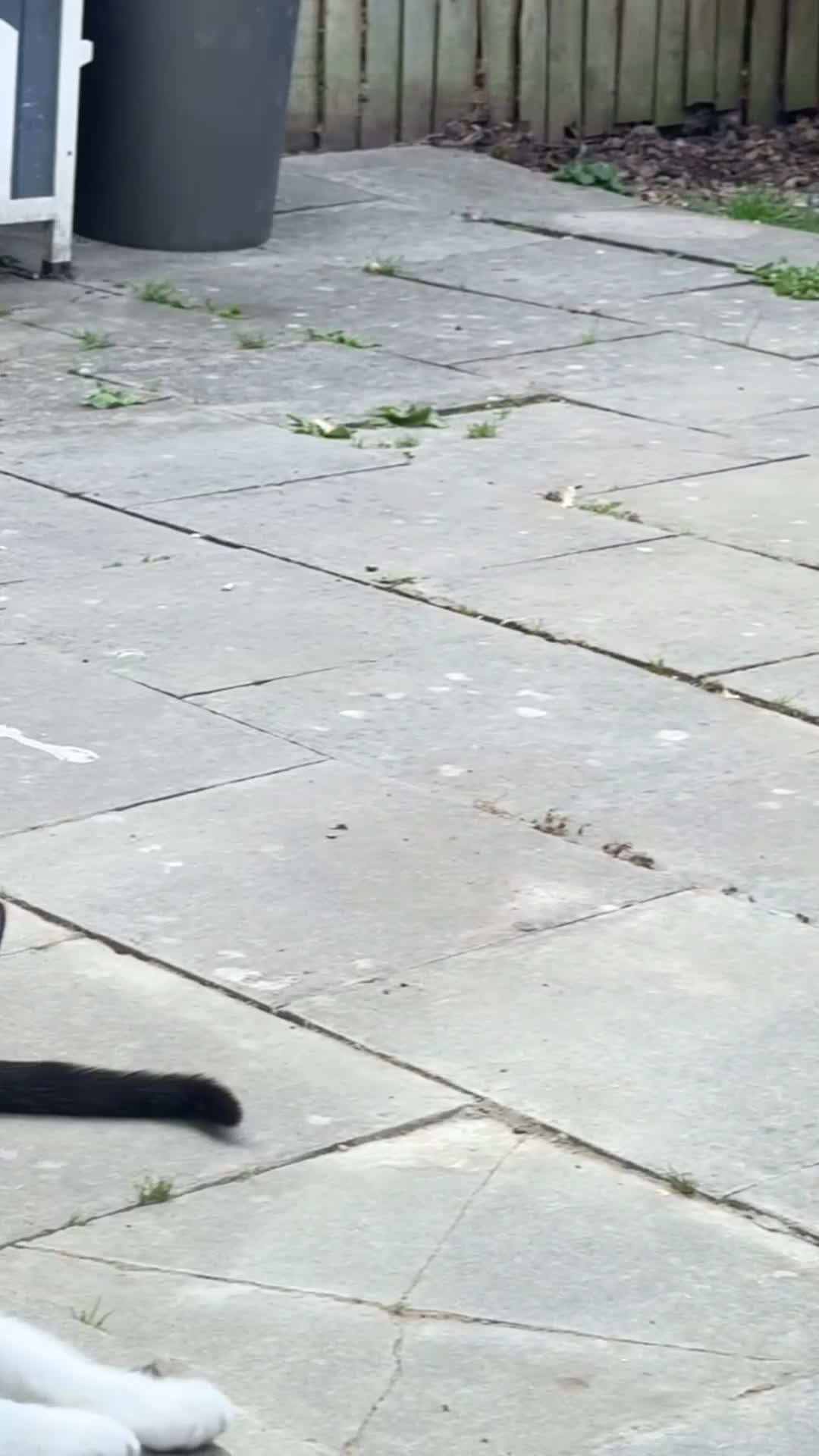 Mixed Breed cats for sale: 2 tuxedo female cat  - Video 3