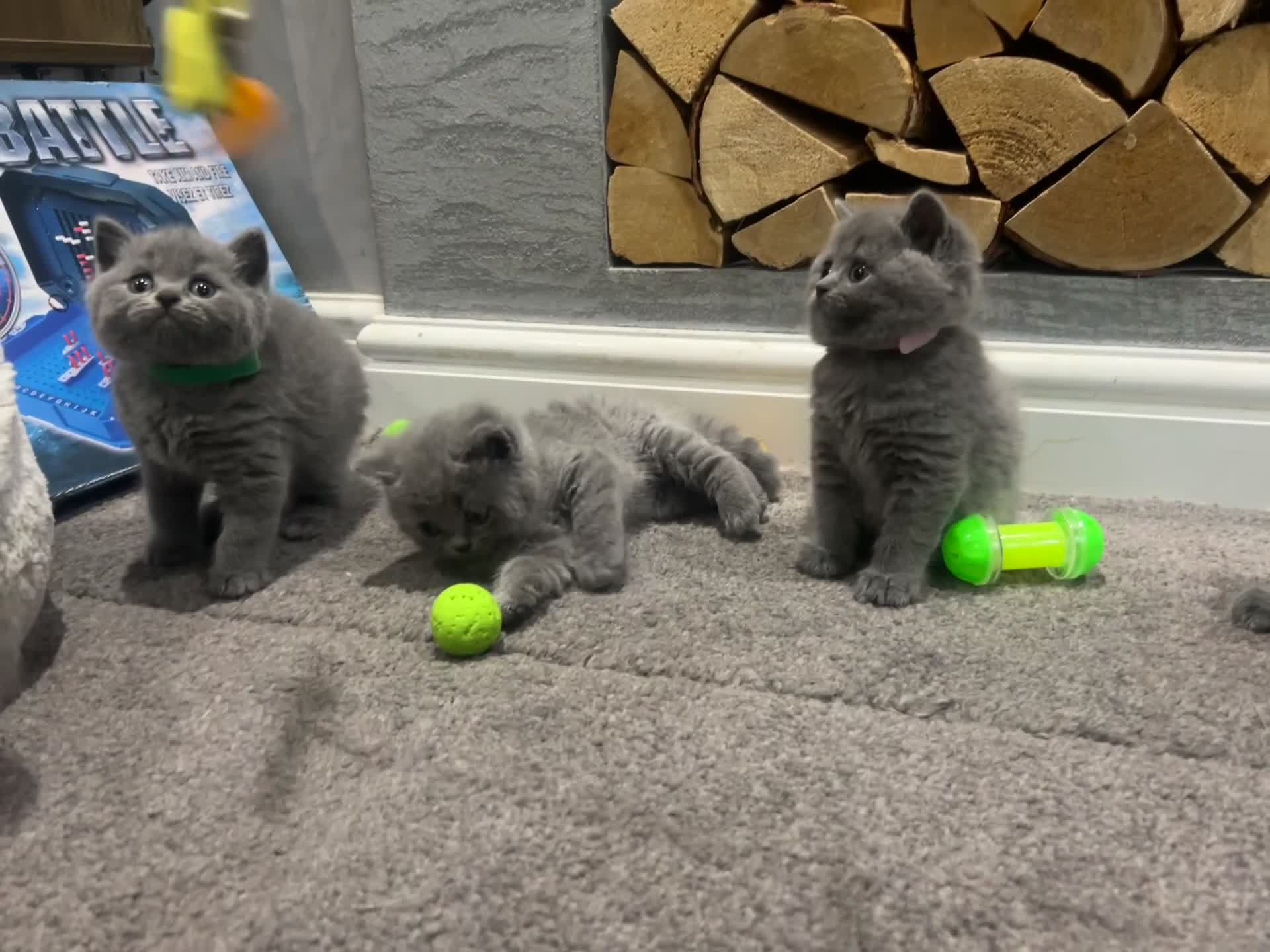 British Shorthair cats for sale: Pedigree Blue British Shorthair 💙💙💙💗💗💗💗 - Video 2