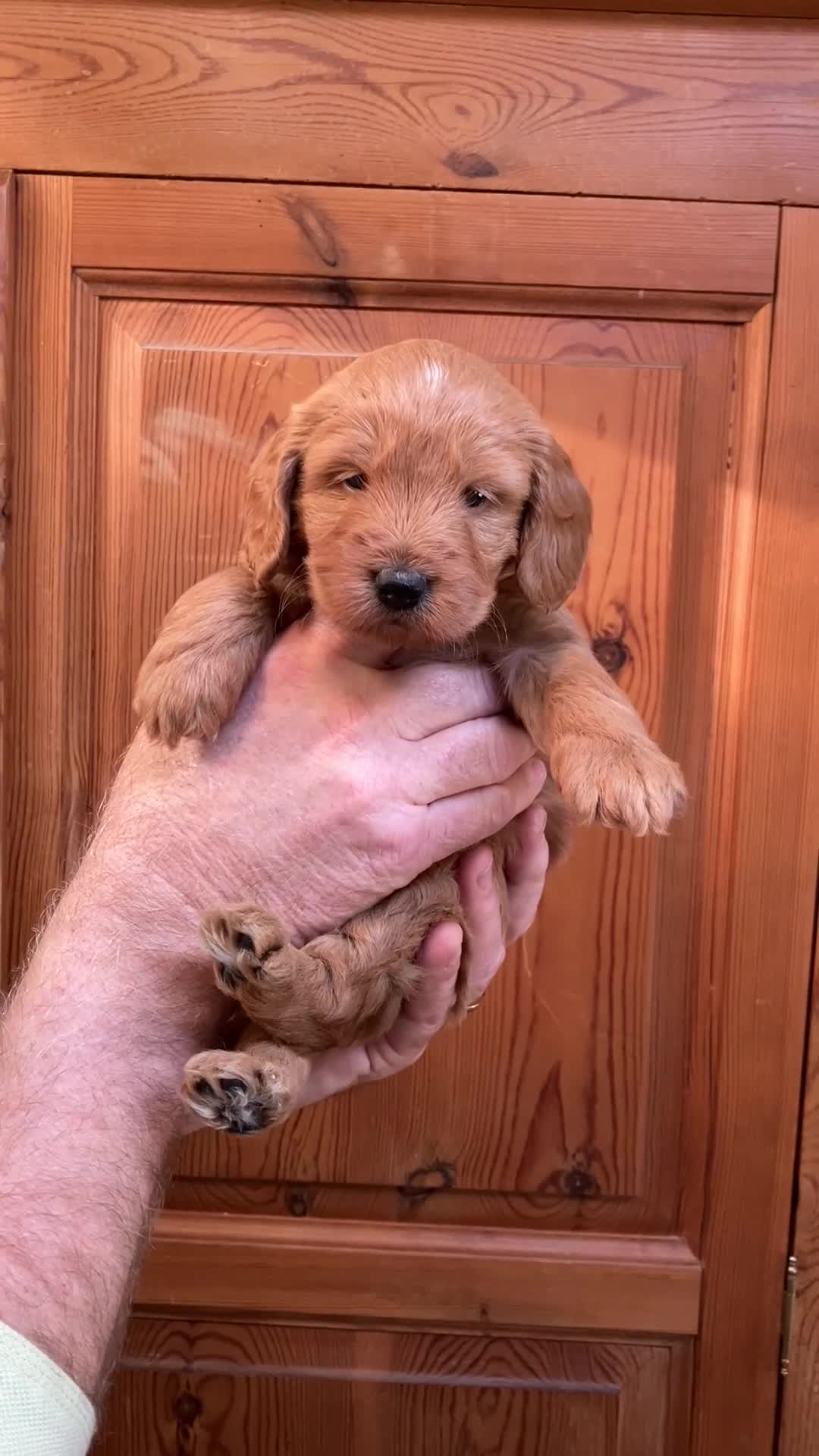 Mixed Breed dogs for sale: AUSTRALIAN LABRADOODLE PUPPIES READY NOW - Video 1