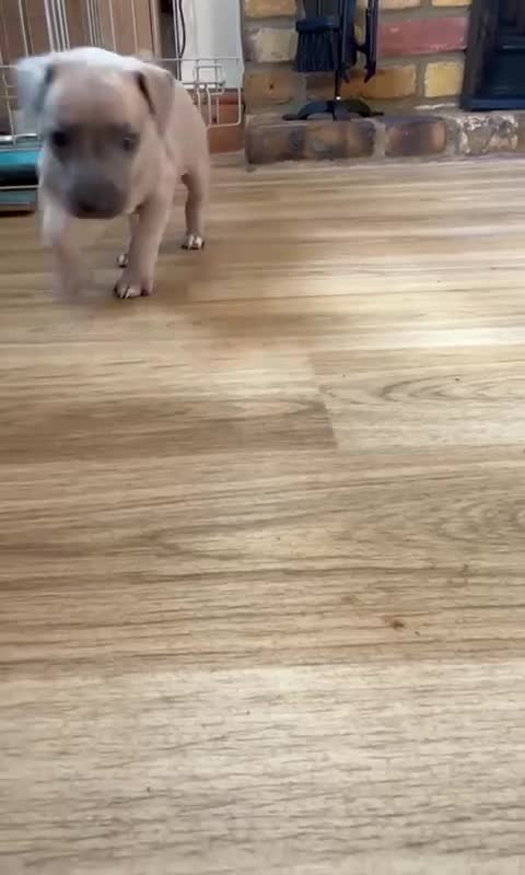 Italian Greyhound dogs for sale: 2 Italian Greyhound Boys  - Video 1