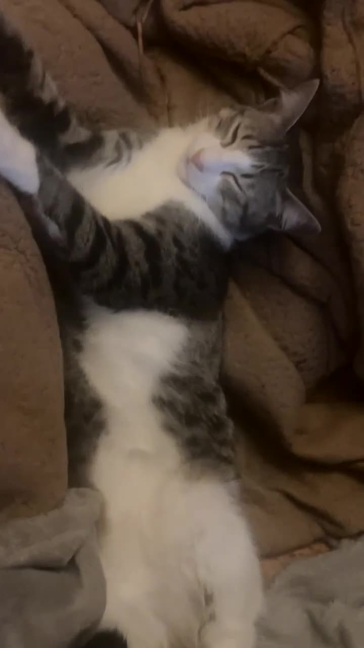 Mixed Breed cats for sale: 8 Month old Boy Kitten looking for forever home  - Video 1