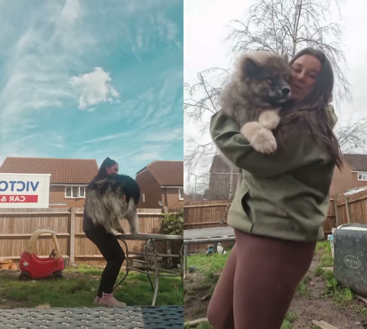 Mixed Breed dogs for stud: BUDDY BARTLETT 🐺🐾 - Video 1
