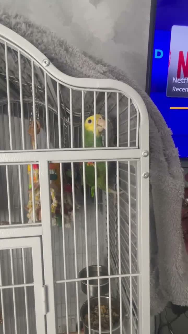 Parrots birds for sale: Magna Double yellow headed Amazon  in Wisbech - Video 1