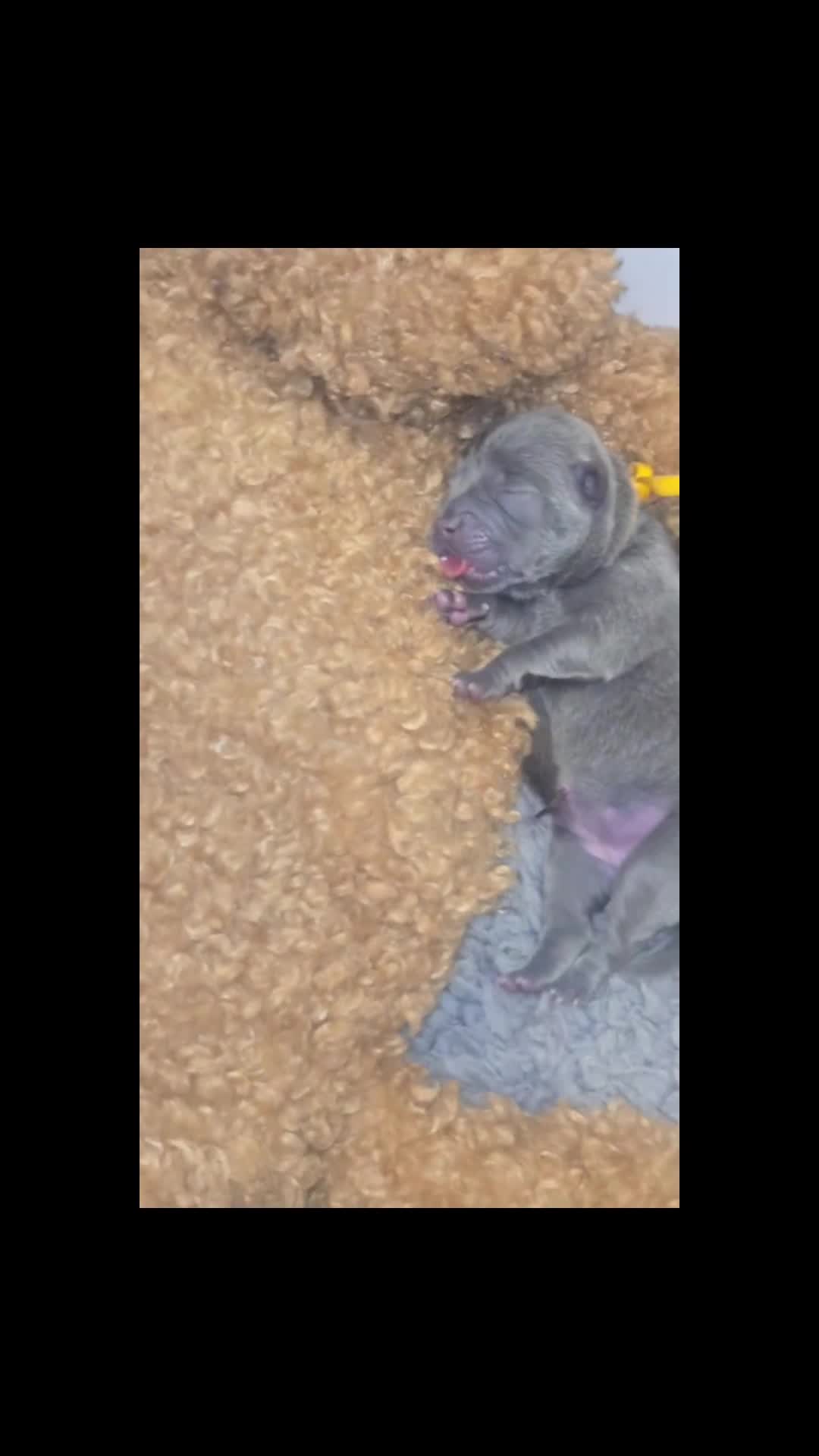 Mixed Breed dogs for sale: Chaffy puppies - Video 1