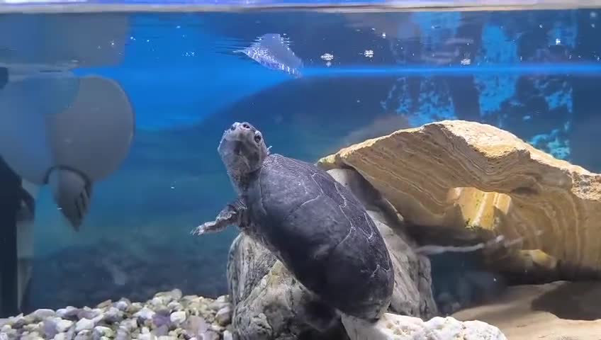 Turtle reptiles for sale: Male Mud turtle  - Video 2