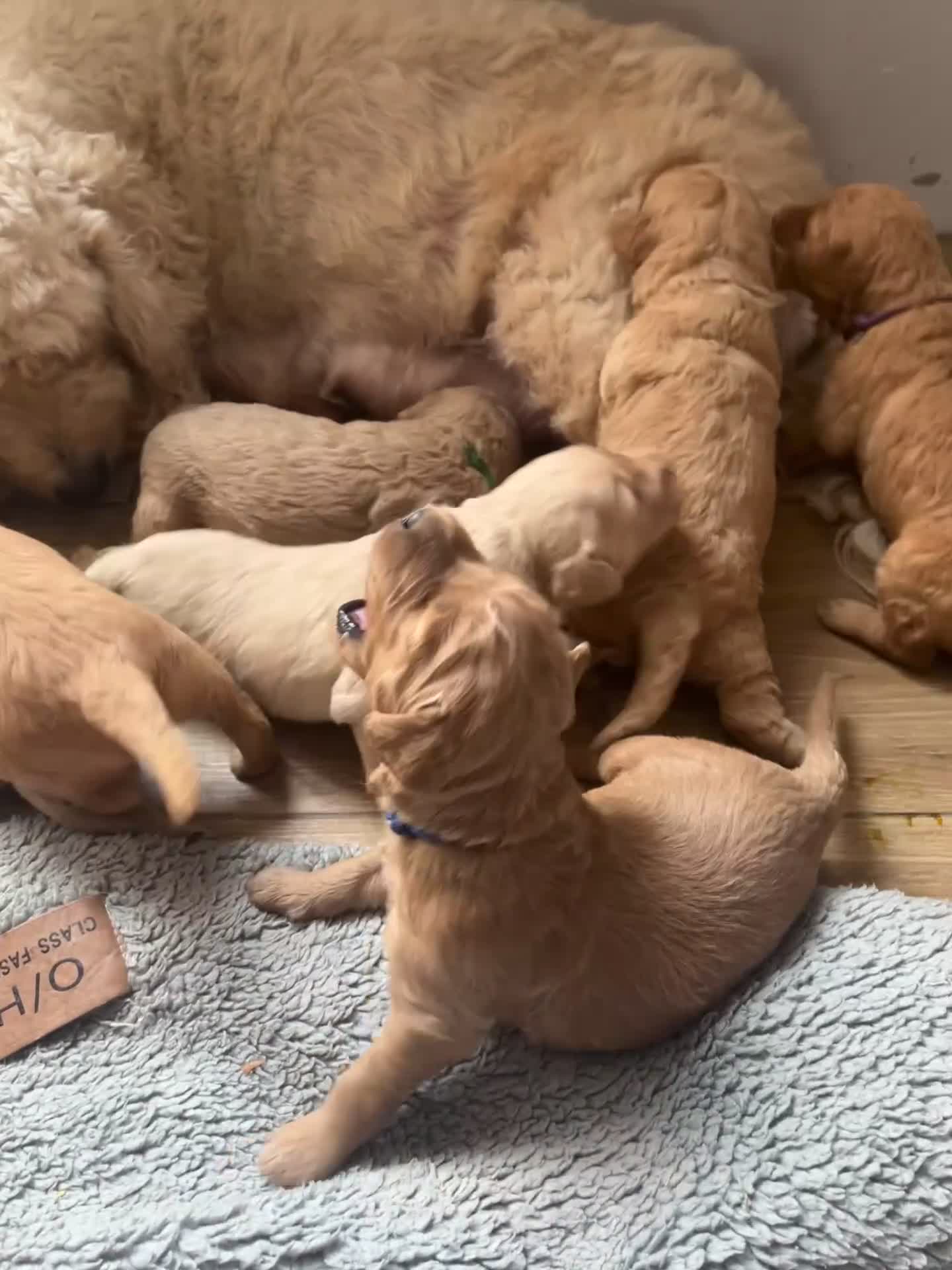 Mixed Breed dogs for sale: Multi generational goldendoodle puppies - Video 1