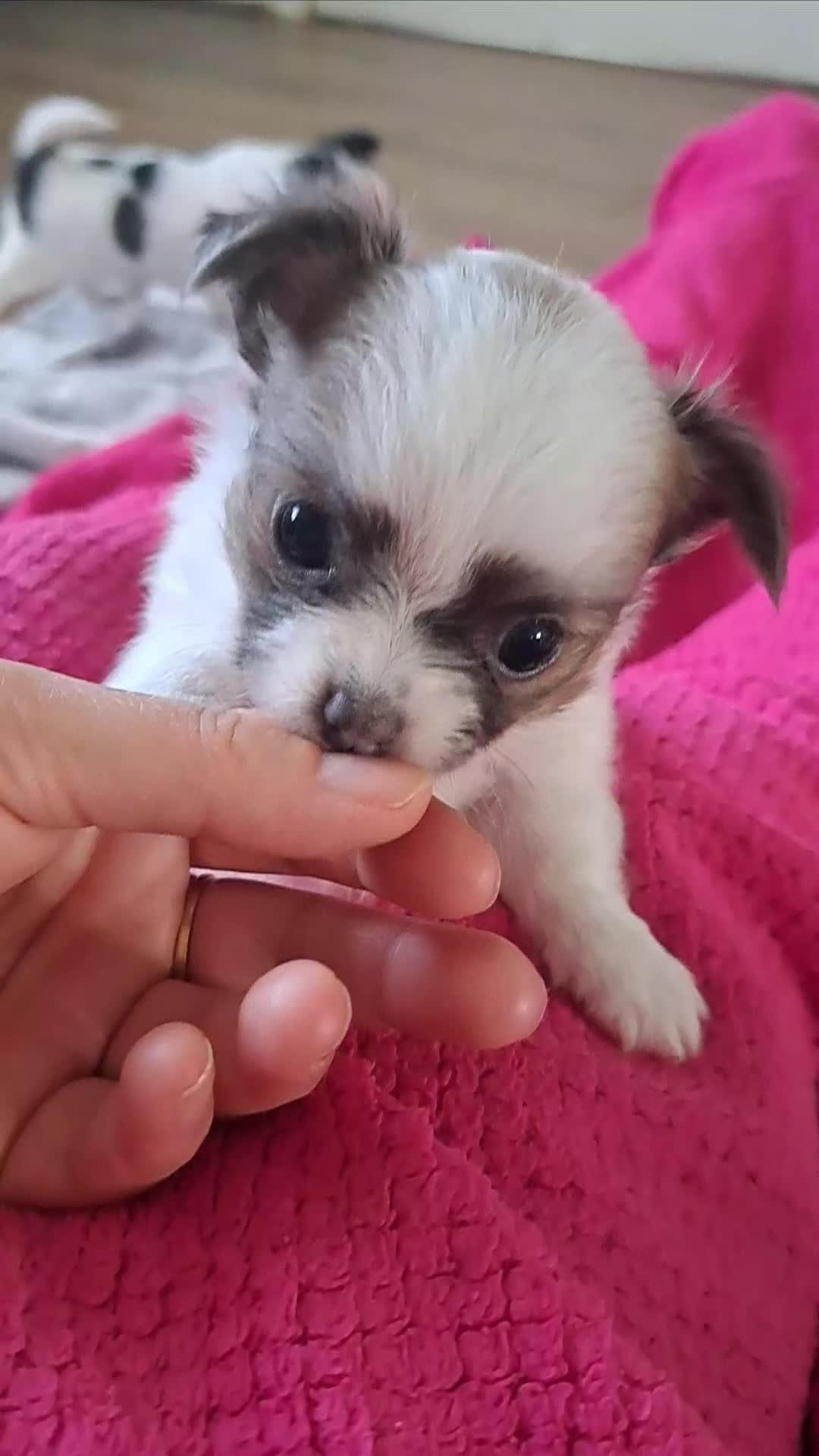 Chihuahua dogs for sale: Long Coat Chihuahua puppies - Video 3