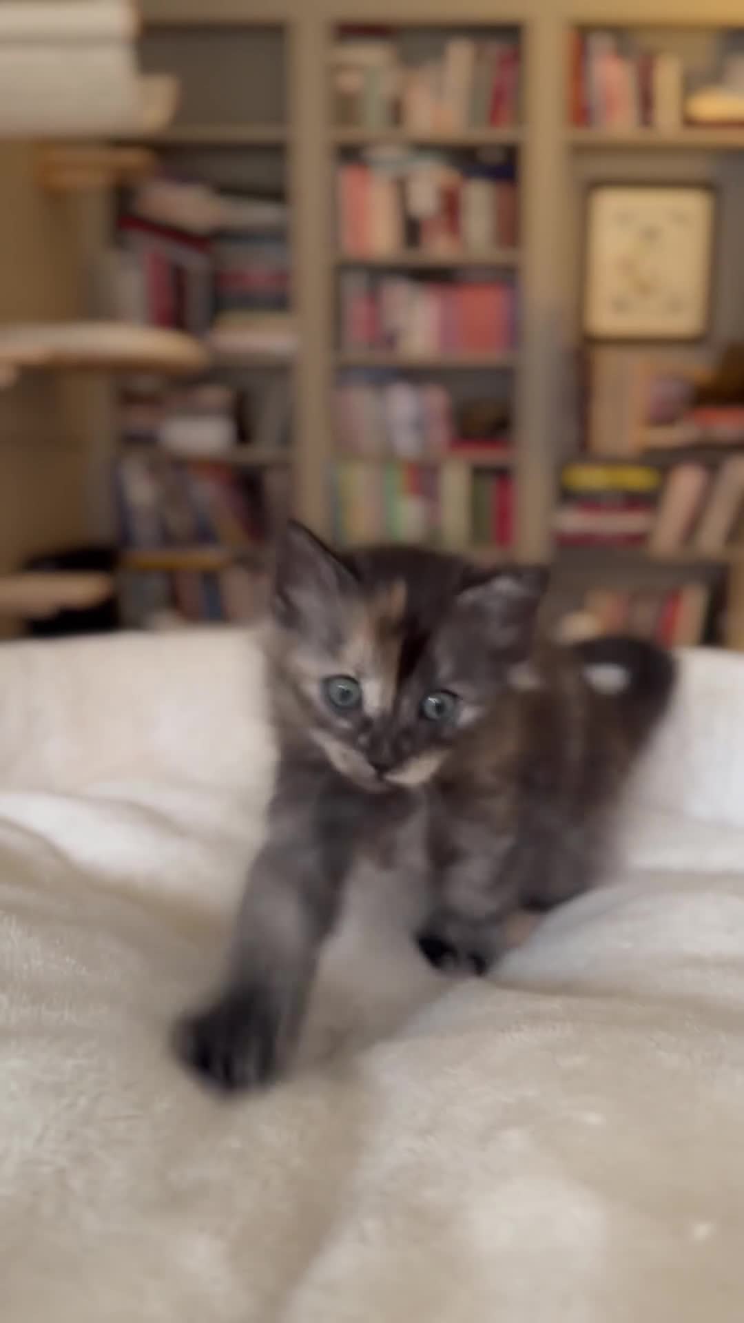 Siberian cats for sale: Traditional Siberian Kittens - 2 Girls Available - Video 1