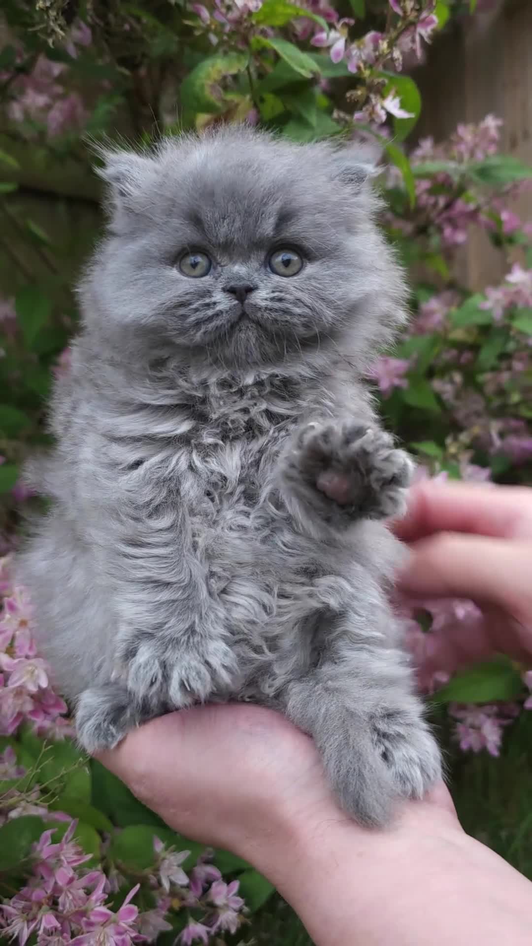 British Longhair cats for sale: ✨️Exceptional Blue British Longhair boy✨️ - Video 2