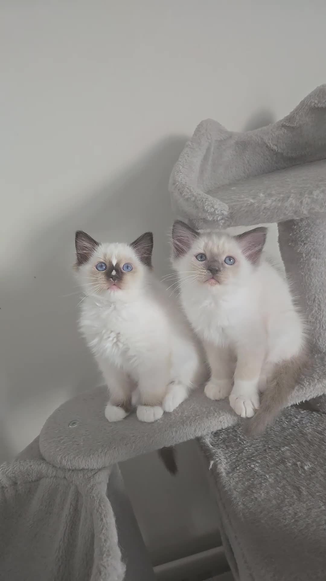 Ragdoll cats for sale: Gorgeous mitted Ragdoll girls - Video 1