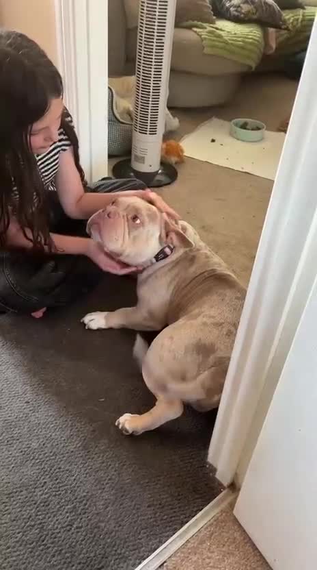 Mixed Breed dogs for adoption: ❤️🐶 COCO – SHE'S THE MOST LOVING GIRL... in Derby - Video 1