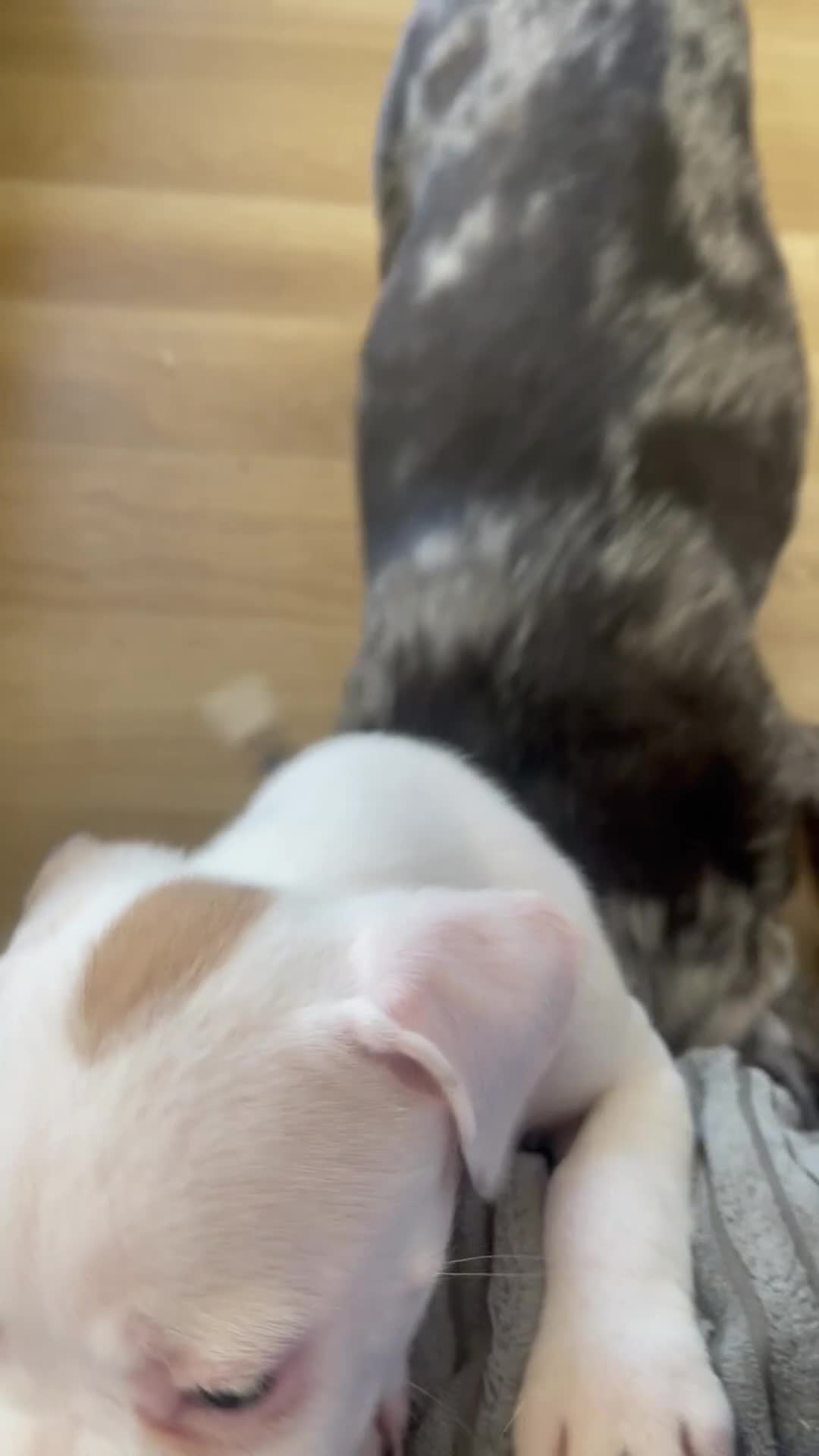 Mixed Breed dogs for sale: 1/7 gorgeous rare French American Bulldogs - Video 4