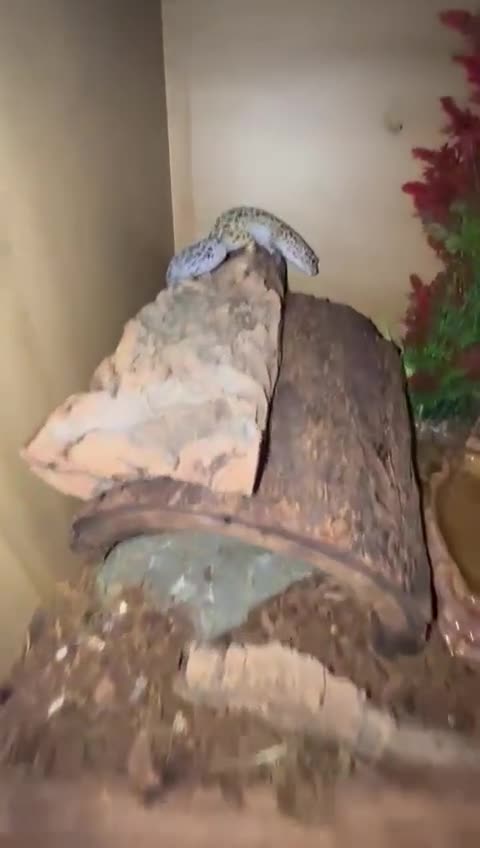 Gecko reptiles for sale: 2 Leopard Ghekos, one is Albino - Video 1
