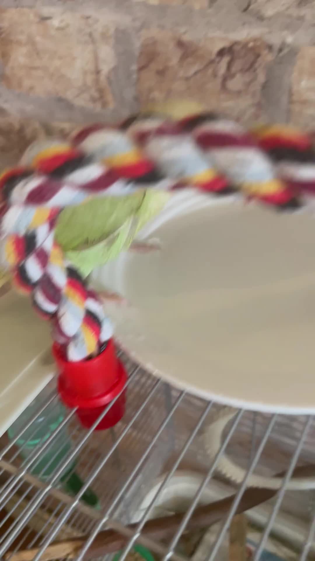 Lovebirds birds for sale: Beautiful hand reared baby lovebird  - Video 1