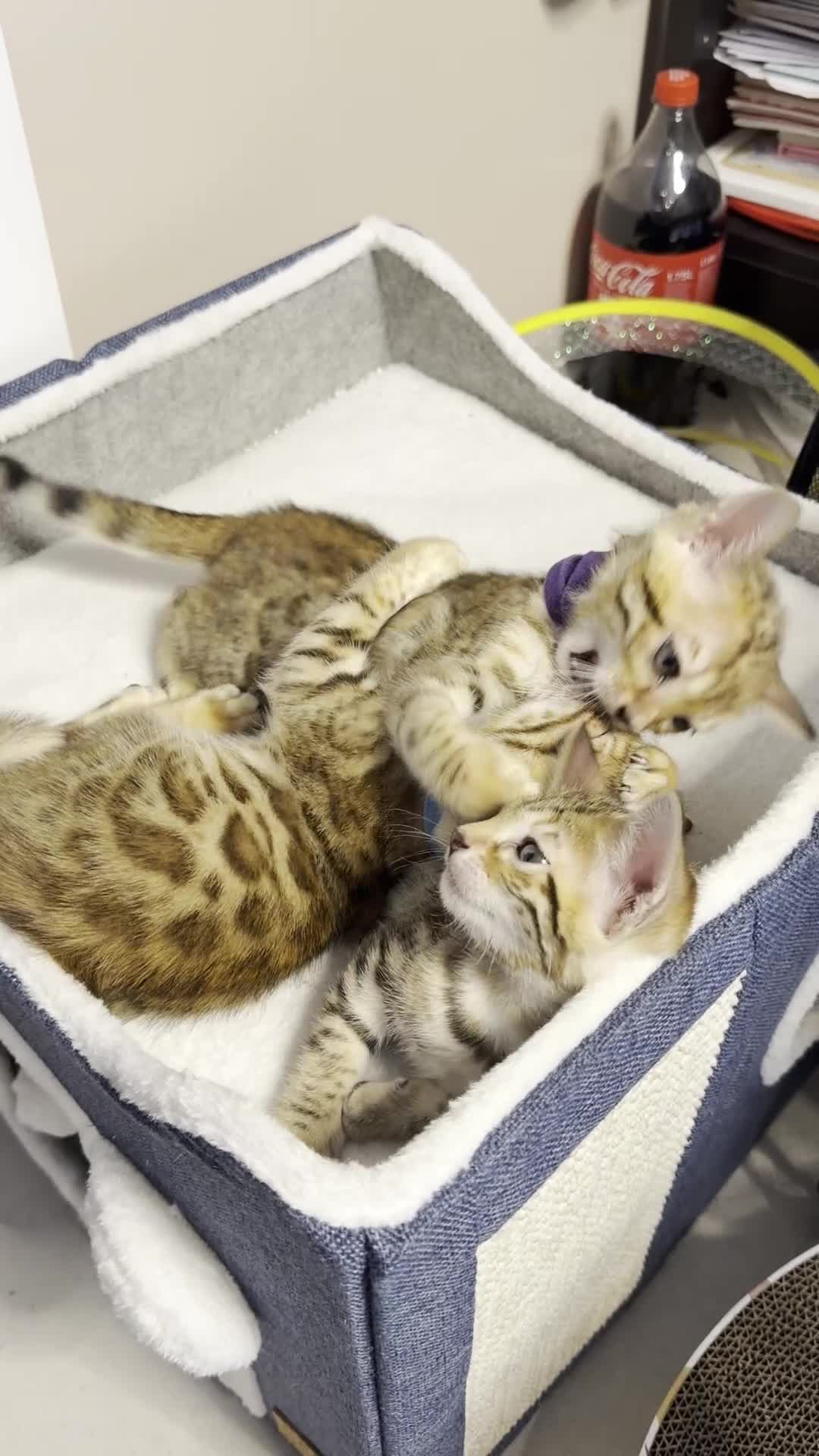 Bengal cats for sale: 🐾 Purebred Bengal Kittens for Sale 🐾 - Video 1