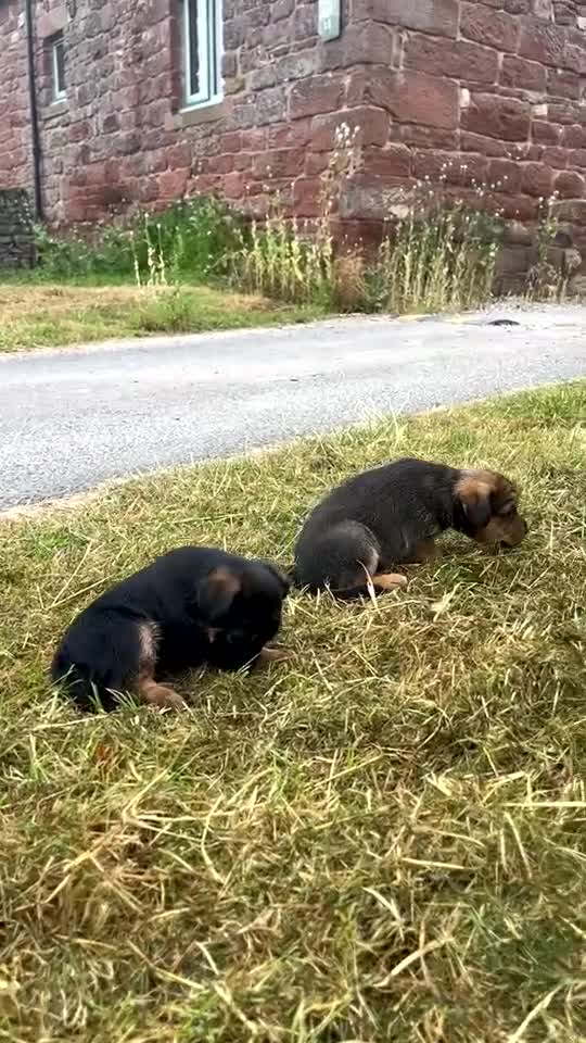 Patterjack dogs for sale: Paterjack puppies for sale  - Video 1