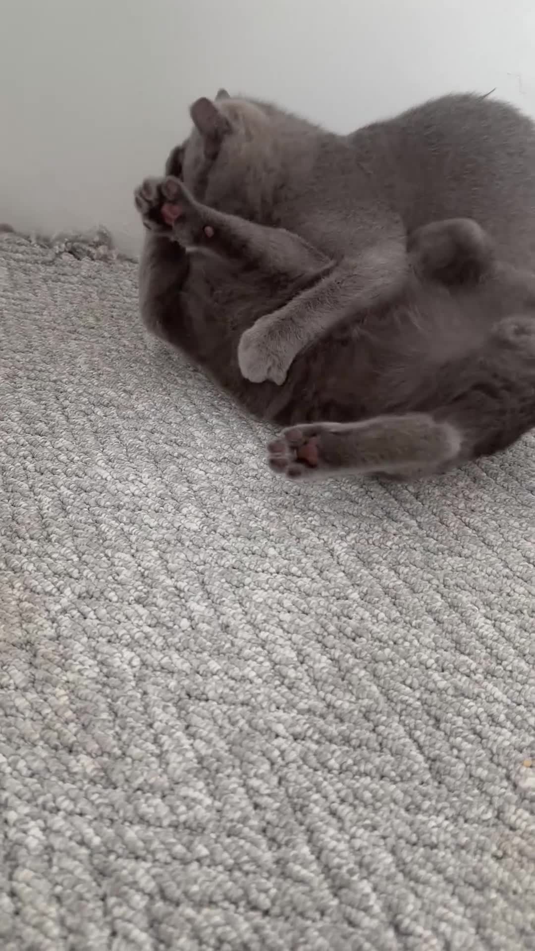 Scottish Fold cats for sale: Two straight gorgeous Boys 🐾 - Video 1