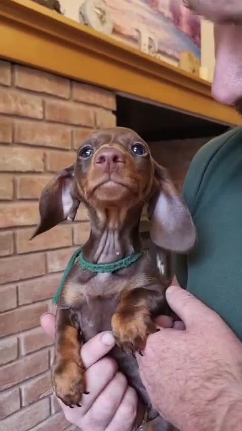 Miniature Dachshund dogs for sale: Gorgeous Mini Smooth Dachshunds Ready Now - Video 5
