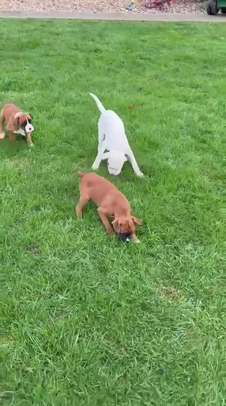 Boxer dogs for sale: READY TO GO Bobbed Tailed Boxers  - Video 1