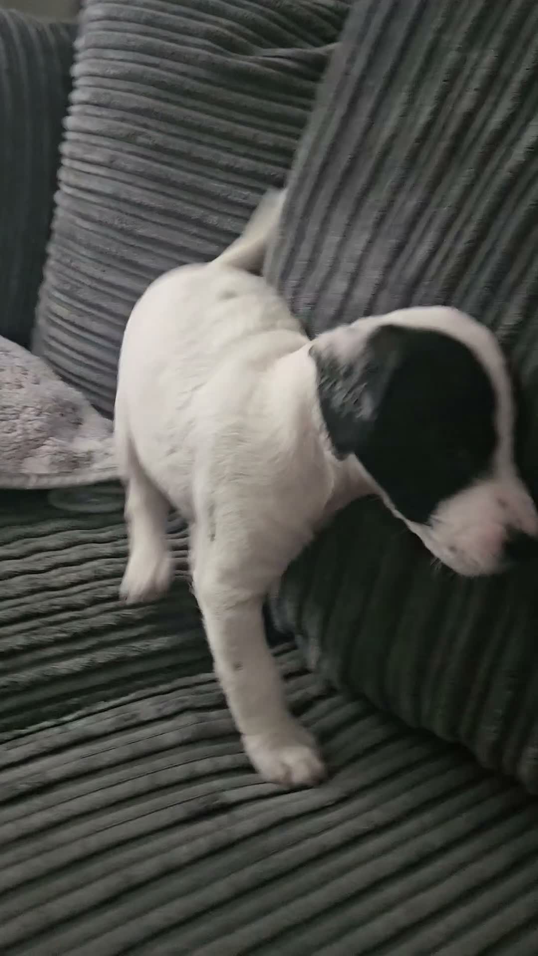 Mixed Breed dogs for sale: Adorable jackapoo jack russel x cockapoo puppies. in Oxford - Video 2