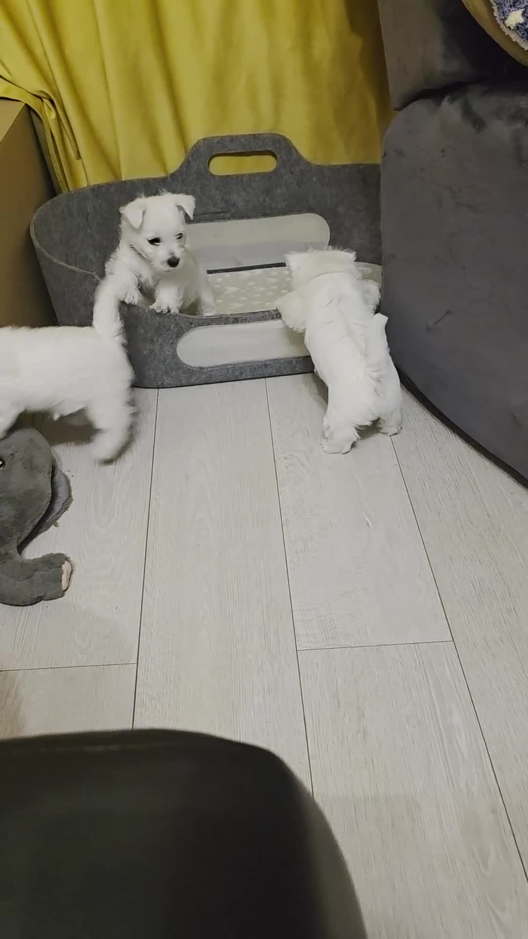 West Highland Terrier dogs for sale: Strong full of life and joy girls KC registered  - Video 4