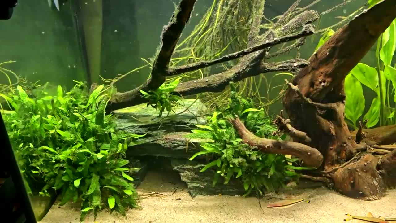 Catfish fish for sale: Fluval roma 240L aquarium- complete upgraded setup - Video 1