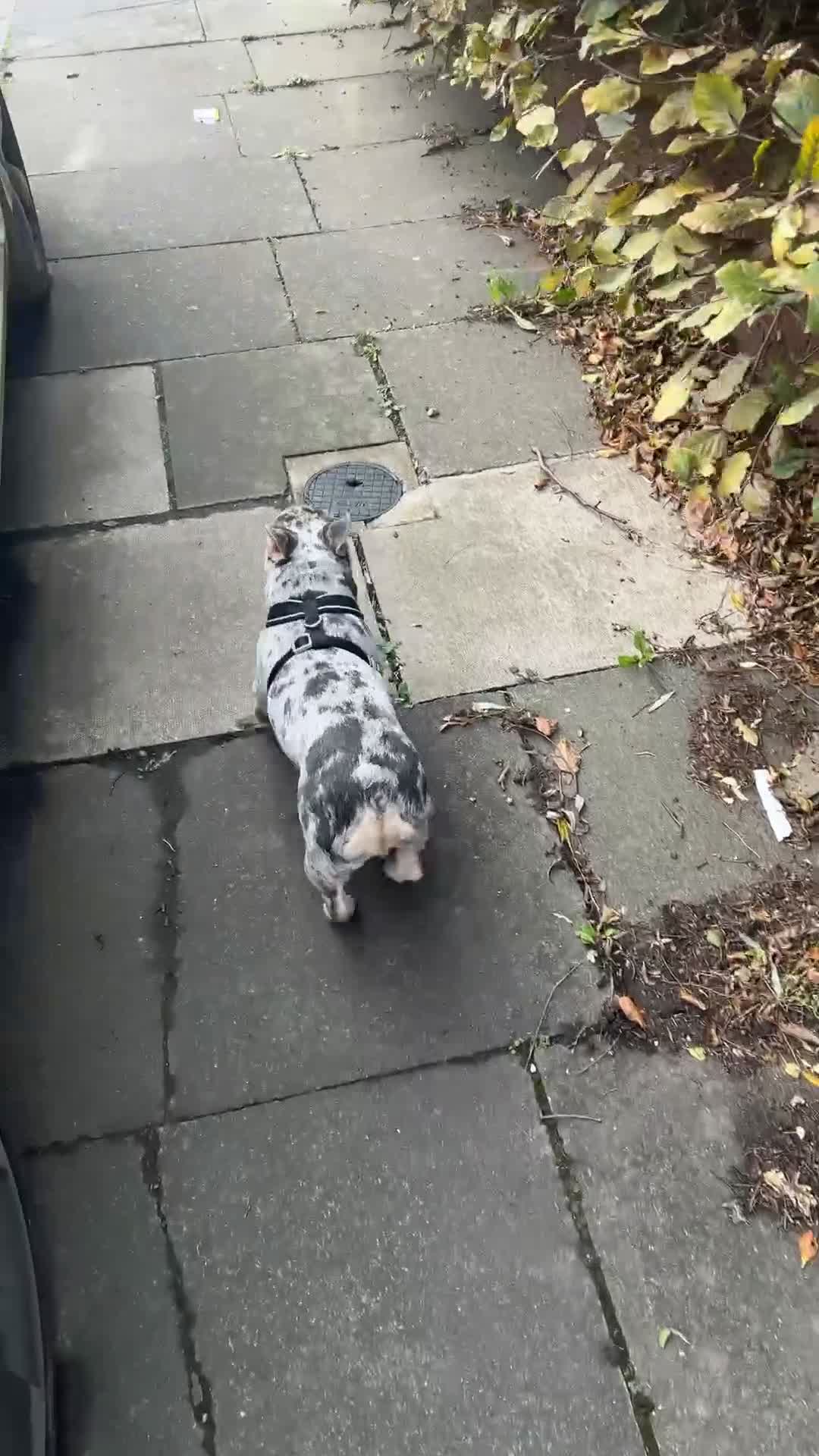 French Bulldog dogs for sale: french bulldog  - Video 2
