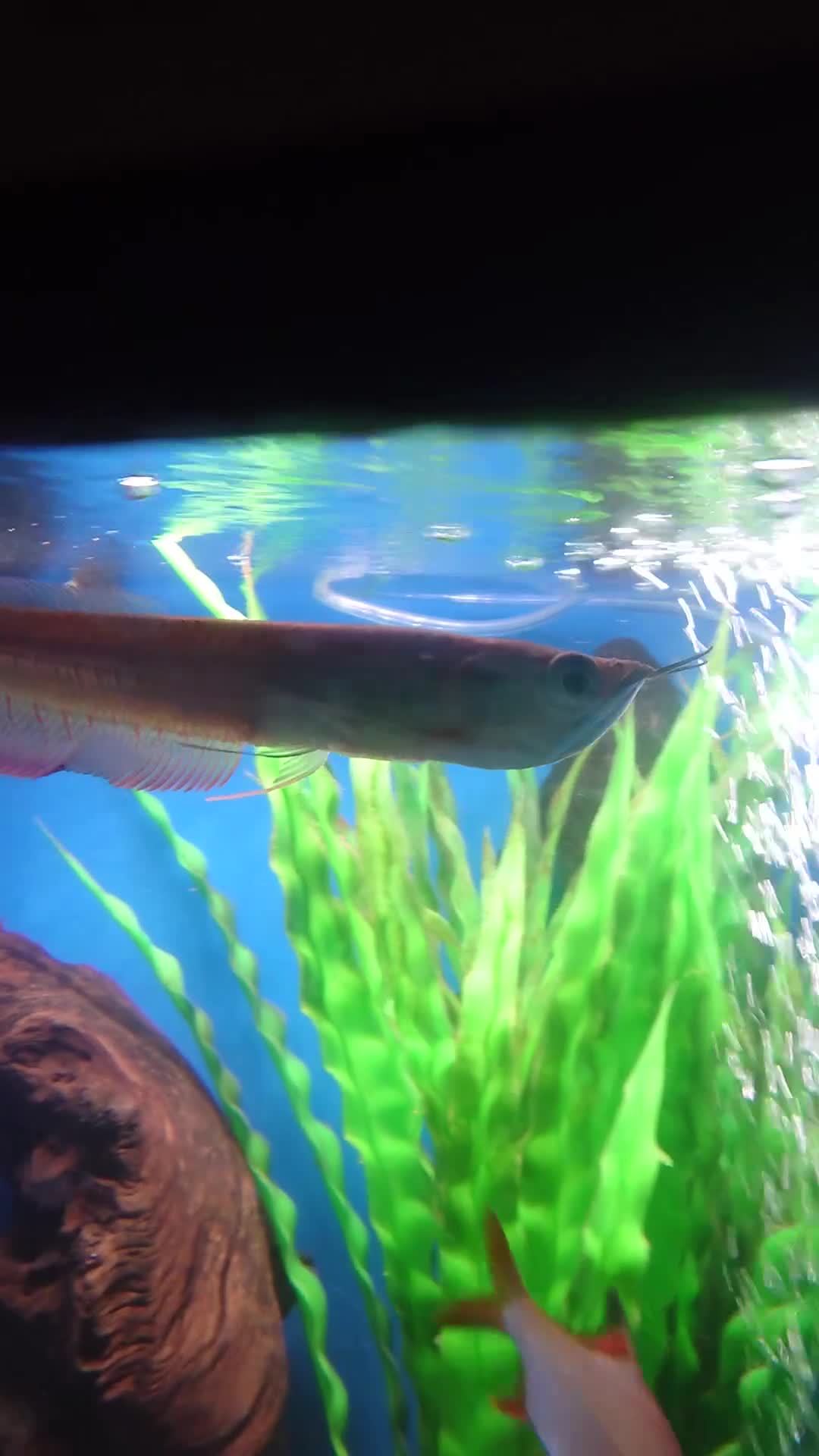 Other/Mixed Breed fish for sale: Fish Stock List - Updated Regularly  - Video 5