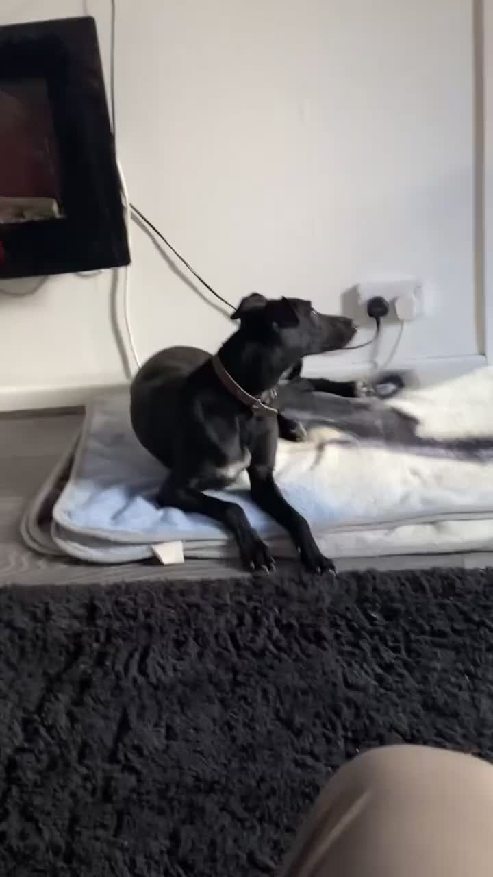Mixed Breed dogs for sale: Oreo 2 year old bitch  - Video 1