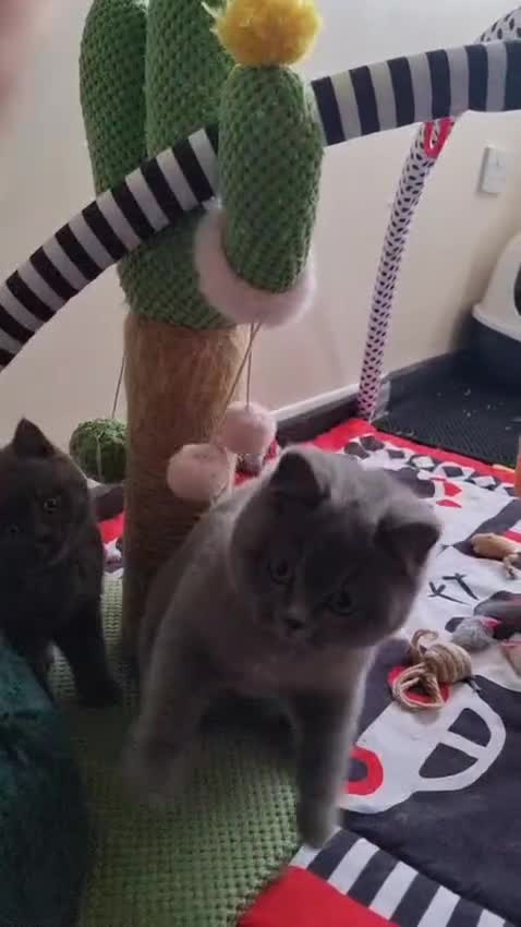 British Shorthair cats for sale:  To Go Now 3 Female Ready GCCF Healthy Pedigree - Video 2